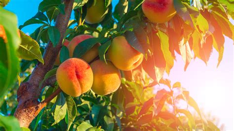 peach farm in atlanta ga
